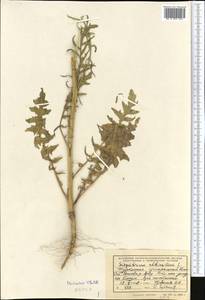 Sisymbrium altissimum L., Middle Asia, Kopet Dag, Badkhyz, Small & Great Balkhan (M1) (Turkmenistan)