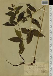 Lysimachia vulgaris L., Siberia, Western Siberia (S1) (Russia)