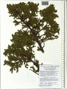 Juniperus communis var. saxatilis Pall., Eastern Europe, Northern region (E1) (Russia)