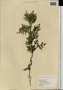 Ambrosia artemisiifolia L., Eastern Europe, Northern region (E1) (Russia)