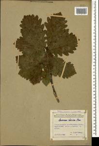 Quercus petraea subsp. polycarpa (Schur) Soó, Caucasus, Azerbaijan (K6) (Azerbaijan)