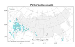 Parthenocissus inserta (A. Kern.) Fritsch, Atlas of the Russian Flora (FLORUS) (Russia)