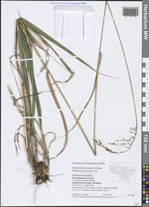 Festuca altissima All., Eastern Europe, Central region (E4) (Russia)