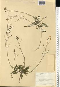 Diplotaxis tenuifolia subsp. cretacea (Kotov) Sobrino Vesperinas, Eastern Europe, North Ukrainian region (E11) (Ukraine)