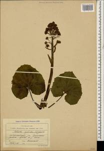 Petasites hybridus (L.) G. Gaertn., B. Mey. & Scherb., Caucasus, Black Sea Shore (from Novorossiysk to Adler) (K3) (Russia)