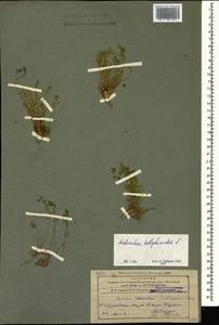Andrachne telephioides L., Caucasus, Azerbaijan (K6) (Azerbaijan)