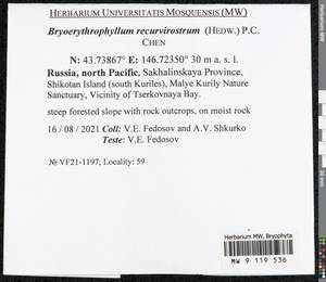 Bryoerythrophyllum recurvirostrum (Hedw.) P.C. Chen, Bryophytes, Bryophytes - Russian Far East (excl. Chukotka & Kamchatka) (B20) (Russia)