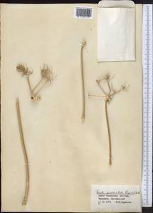 Ferula diversivittata Regel & Schmalh., Middle Asia, Syr-Darian deserts & Kyzylkum (M7) (Kazakhstan)