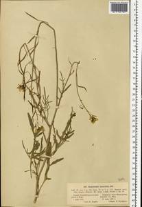 Diplotaxis tenuifolia (L.) DC., Eastern Europe, Latvia (E2b) (Latvia)