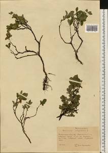 Vaccinium uliginosum L., Eastern Europe, West Ukrainian region (E13) (Ukraine)