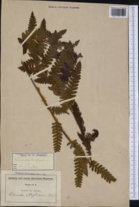 Osmundastrum claytonianum, America (AMER) (United States)
