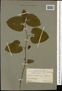 Aristolochia iberica Fisch. & C. A. Mey. ex Boiss., Caucasus, Georgia (K4) (Georgia)