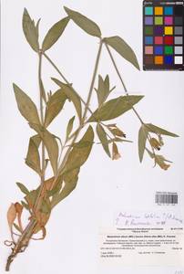 Silene latifolia subsp. latifolia, Eastern Europe, Lower Volga region (E9) (Russia)