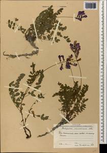 Hedysarum caucasicum M.Bieb., Caucasus, South Ossetia (K4b) (South Ossetia)