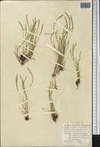 Festuca myuros L., Middle Asia, Pamir & Pamiro-Alai (M2) (Uzbekistan)