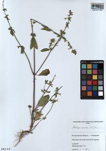 Stachys annua (L.) L., Siberia, Altai & Sayany Mountains (S2) (Russia)