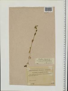 Cerastium holosteoides Fries emend. Hyl., Eastern Europe, Volga-Kama region (E7) (Russia)