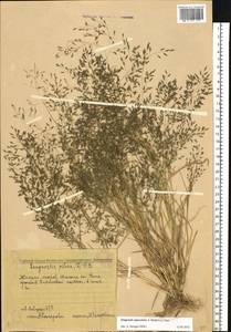 Eragrostis minor Host, Eastern Europe, Middle Volga region (E8) (Russia)