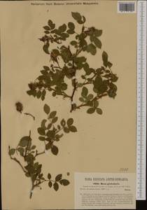 Rosa canina L., Western Europe (EUR) (Czech Republic)