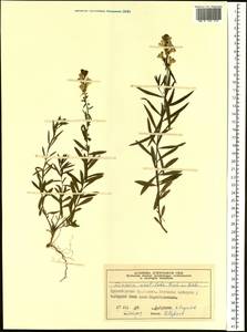 Linaria acutiloba Fisch. ex Rchb., Siberia, Central Siberia (S3) (Russia)