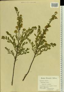Spiraea crenata subsp. crenata, Eastern Europe, Central region (E4) (Russia)