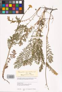 Tanacetum bipinnatum (L.) Sch. Bip., Siberia, Western Siberia (S1) (Russia)