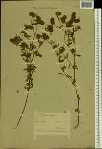 Trifolium arvense L., Eastern Europe, Belarus (E3a) (Belarus)