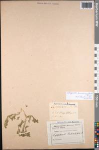Selaginella kraussiana (Kunze) A.Braun, Western Europe (EUR) (Not classified)