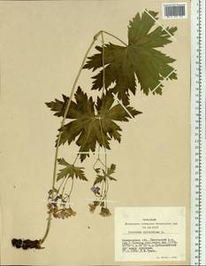 Geranium sylvaticum L., Siberia, Altai & Sayany Mountains (S2) (Russia)