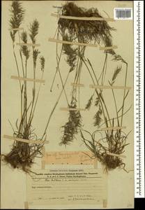 Poa bulbosa L., Caucasus, Azerbaijan (K6) (Azerbaijan)