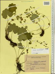 Alchemilla hebescens Juz., Eastern Europe, Middle Volga region (E8) (Russia)