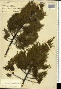 Juniperus excelsa M.Bieb., Crimea (KRYM) (Russia)