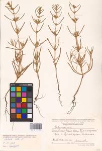 Soda inermis (Moench) Fourr., Eastern Europe, Rostov Oblast (E12a) (Russia)