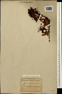 Pyracantha coccinea M. Roem., Caucasus, Abkhazia (K4a) (Abkhazia)