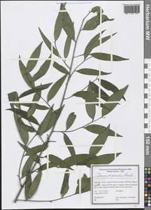 Danae racemosa (L.) Moench, South Asia, South Asia (Asia outside ex-Soviet states and Mongolia) (ASIA) (Iran)