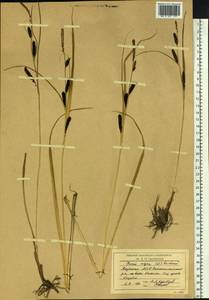 Carex nigra (L.) Reichard, Siberia, Yakutia (S5) (Russia)