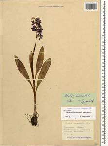 Orchis mascula (L.) L., Caucasus, North Ossetia, Ingushetia & Chechnya (K1c) (Russia)