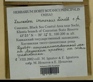 Leucodon immersus Lindb., Bryophytes, Bryophytes - North Caucasus & Ciscaucasia (B12) (Russia)