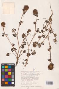 Trifolium diffusum Ehrh., Eastern Europe, South Ukrainian region (E12) (Ukraine)