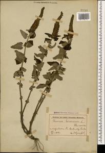 Teucrium hircanicum L., Caucasus, Azerbaijan (K6) (Azerbaijan)