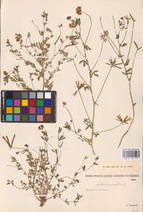 Lotus corniculatus L., Eastern Europe, Lower Volga region (E9) (Russia)