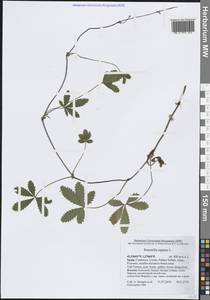 Potentilla reptans L., Western Europe (EUR) (Spain)