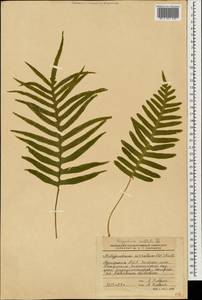 Polypodium cambricum L., Caucasus, Georgia (K4) (Georgia)