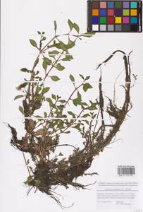 Epilobium ciliatum subsp. ciliatum, Eastern Europe, Belarus (E3a) (Belarus)