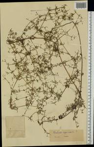 Galium spurium L., Eastern Europe, Middle Volga region (E8) (Russia)