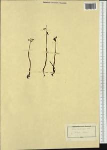 Corallorhiza trifida Châtel., Western Europe (EUR) (Italy)