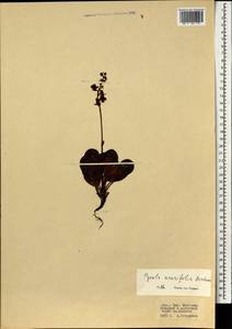 Pyrola asarifolia subsp. incarnata (DC.) A.E.Murray, Mongolia (MONG) (Mongolia)