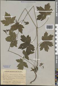Geranium wlassovianum Fisch. ex Link, Siberia, Russian Far East (S6) (Russia)