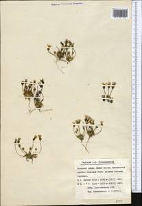 Comastoma falcatum (Turcz.) Toyokuni, Middle Asia, Pamir & Pamiro-Alai (M2) (Tajikistan)