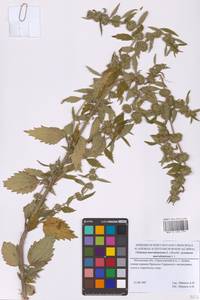 Chaiturus marrubiastrum (L.) Ehrh. ex Rchb., Eastern Europe, Moscow region (E4a) (Russia)